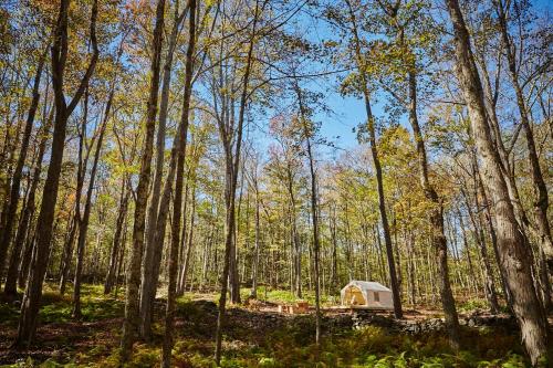 Tentrr - Swinging Bridge Sanctuary - image 5