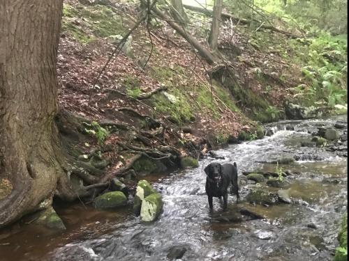 Tentrr - Hidden Creek - image 13