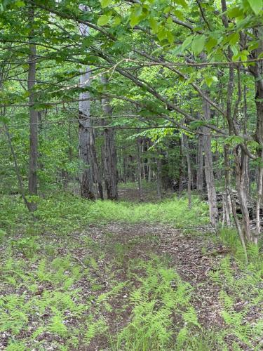 Tentrr Signature Site - Bramley Mountain Trail Camp - image 12