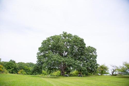 Tentrr Signature - Ancient Oak in Historic Orchard - image 3