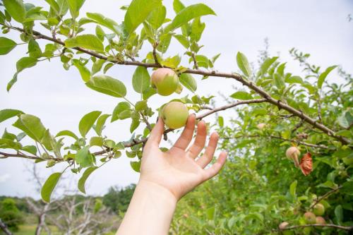 Tentrr Signature - Ancient Oak in Historic Orchard - image 10