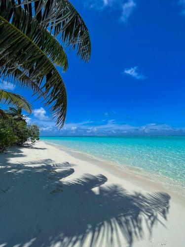 Beach, Chillax Thoddoo in Faafu Atoll