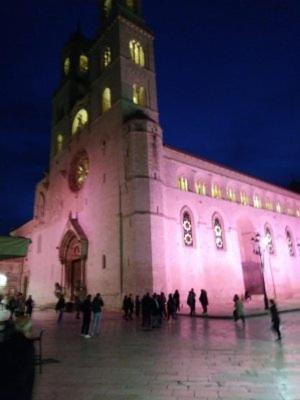  Le camelie in Altamura