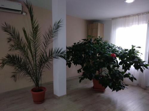 Előcsarnok, Pensiunea Casa Rusu in Baia Mare Városközpont