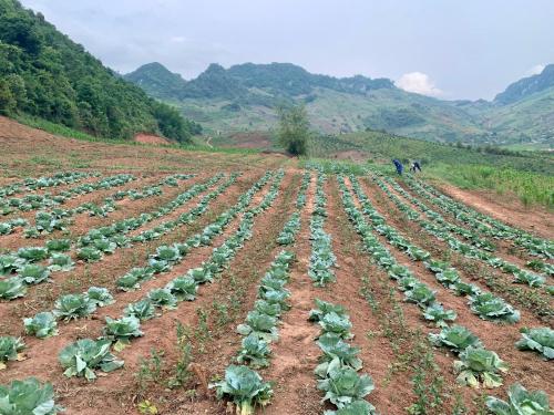 Garden, Muong sang farmstay in Mộc Châu Town