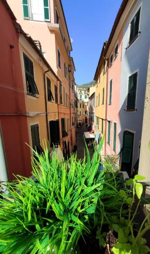 Il Balconcino sul carugio - Apartment - Monterosso al Mare