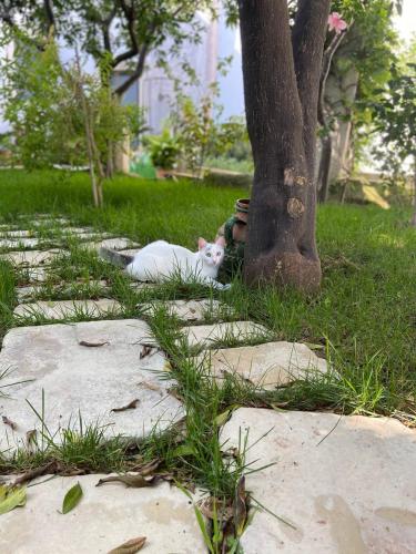 Palazzo Vecchio Cocumola Palazzo Vecchio Cocumola