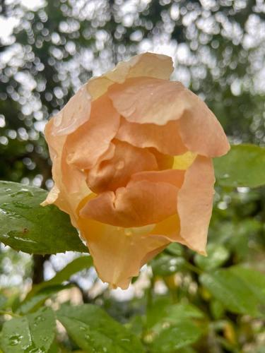 Palazzo Vecchio Cocumola Palazzo Vecchio Cocumola
