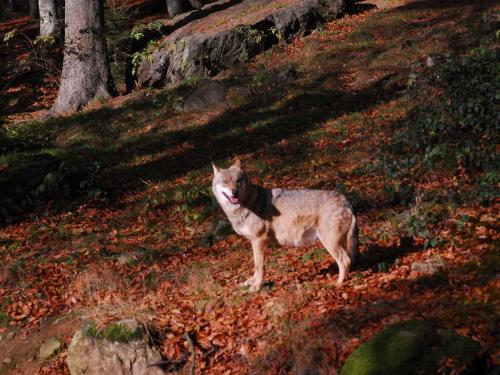 Ferienhaus Hütter Ferienhaus Hütter