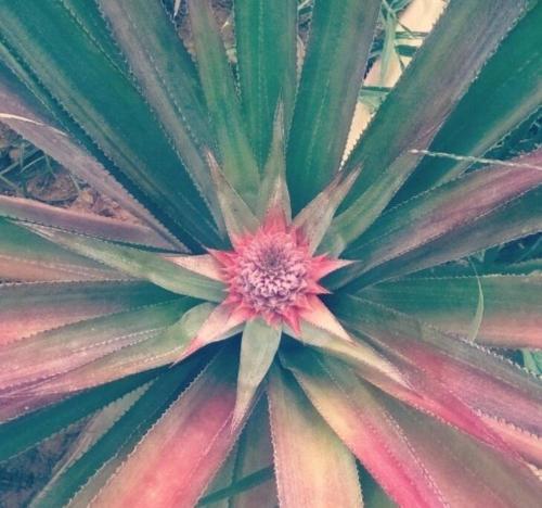 The Big Pineapple estate - Suites (A/C) photo