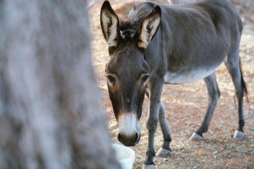 WHITE DONKEY Hotel