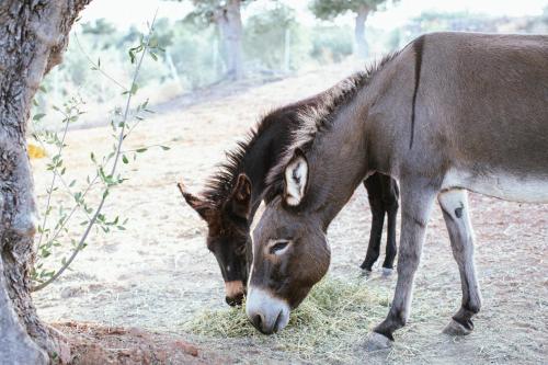 WHITE DONKEY Hotel