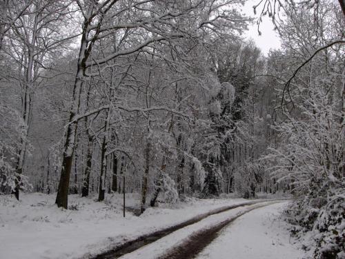 Wyre Forest Cottage