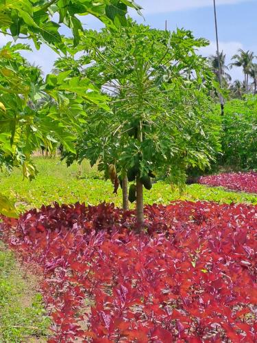 Summer Sky Thoddoo Summer Sky Thoddoo