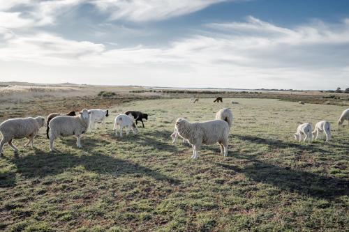 Coorong Island Retreat - Farm Stay at Pet Friendly Property