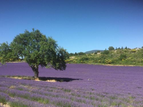 Le Jardin de Lau