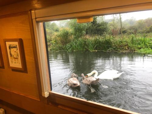 Willow - Cottage on the River, Luxury Houseboat