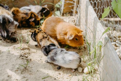 Fugger Alm Fugger Alm