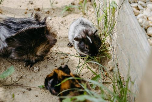 Fugger Alm Fugger Alm