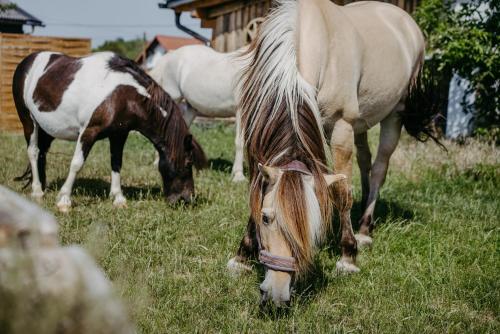 Fugger Alm Fugger Alm