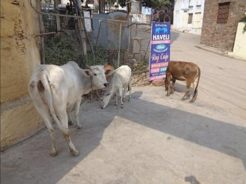 Haveli Elephant Stable