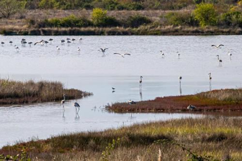Skats, Ae masanete in Marano Lagunare