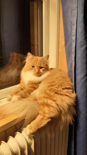 Stuga Åsnagård (Stuga Asnagard) in Torsby