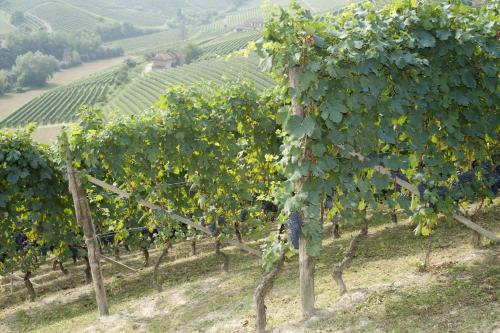 Agriturismo Rivella - image 3
