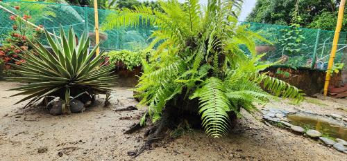 Hostel Finca La Gordita