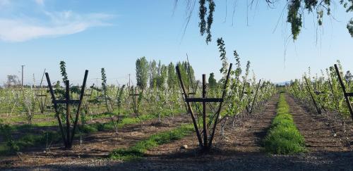 El Carmen de Los Guindos, Las Choicas, Curicó