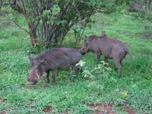 Létesítmények, Riverbend Self Catering Cottages in Maanhaarand