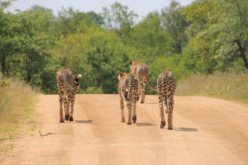 Maya Lodge, Hectorspruit (Foto 4)