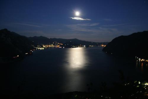  FAGGIO ROSSO - RED BEECH in Solto Collina