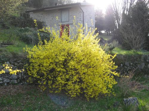  FAGGIO ROSSO - RED BEECH in Solto Collina