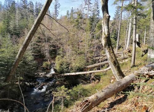 Ferienwohnungen "Haus Daxberg" Idyllisch gelegen im Bayerischen Wald