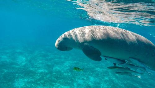 Blue Vision Diving Hotel – Marsa Alam, UT