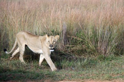 Matomo Safari Lodge