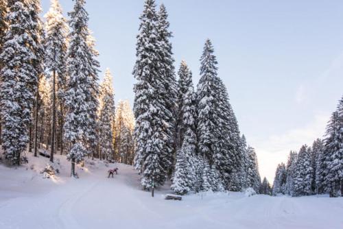 Chalet Trzinka - Triglav National Park