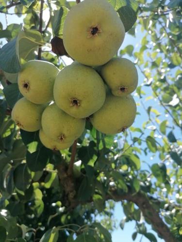 Horta das Laranjas