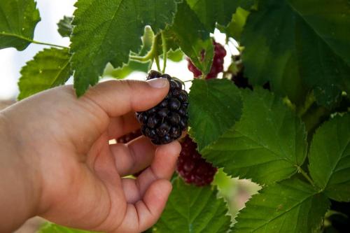 Horta das Laranjas