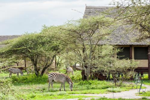 Lake Ndutu Luxury Tented Lodge