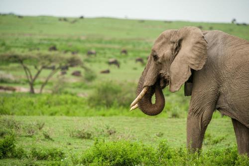 Lake Ndutu Luxury Tented Lodge