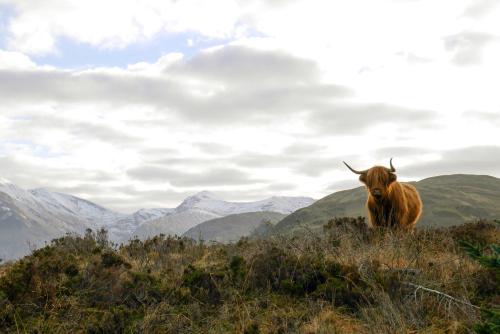 Glen Nevis Holidays - image 13