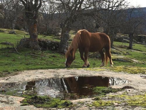 Villa Aurelia - Casa de campo con jardín y piscina entre Madrid y Segovia