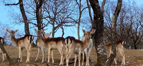 Bourazani Wild Life Resort