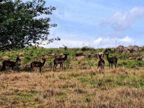 Dullstroom Manor Game & Trout Lodge