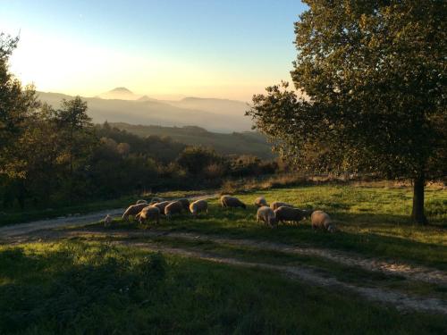 Fattoria Bio L'A Ceccoli