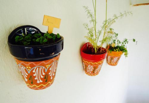 Finca La Rana Verde - image 11