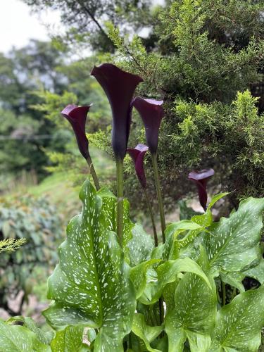 The Nettle and Fern Farmstay