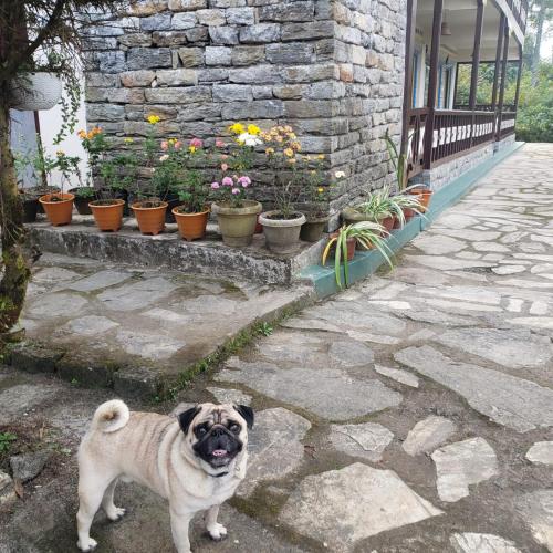 The Nettle and Fern Farmstay